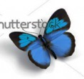 /album/desenhos/stock-photo-butterfly-d-render-illustration-on-white-background-50598163-jpg/